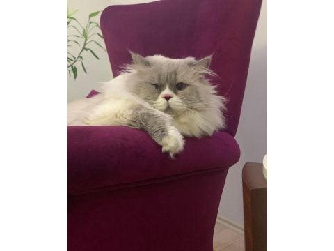 Safkan dişi kedilerim