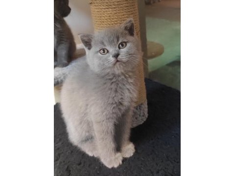 Masum ve tatlı british shorthair