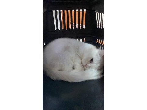 British shorthair erkek