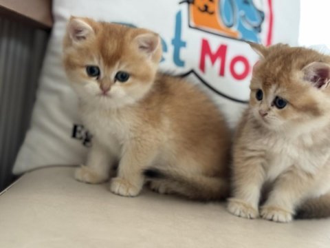 Ankarada ziyarete açık golden british shorthair