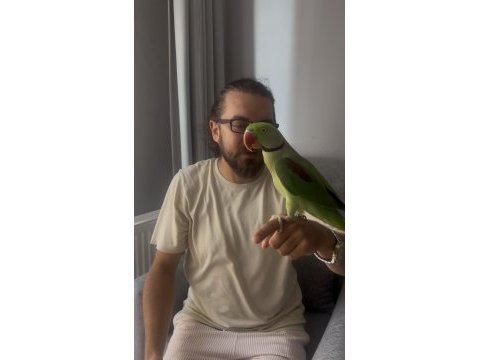 Full evcil erkek alexander papağanı