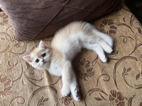 Saf kan golden british shorthair yavrular (wcf kayıtlı)