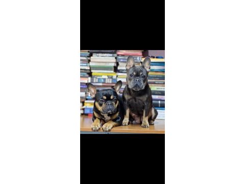 1 dişi ve 1 erkek izmir 60 günlükler french bulldog