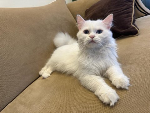 Chinchilla british cinsi erkek kız