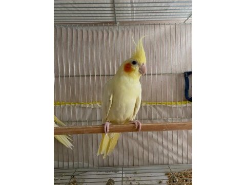 Yavru veren takım kuşlarım
