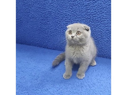 İstanbul içi 7/24 adrese teslim scottish fold ponçik