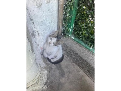 Dükkanımıza yavrulayan kedileri sahiplendirmek istiyoruz