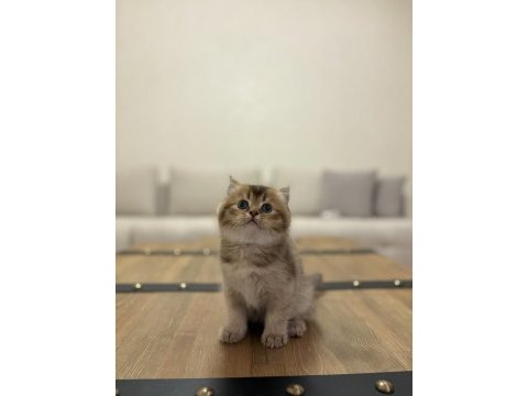 Brıtısh shorthair golden yavrularım