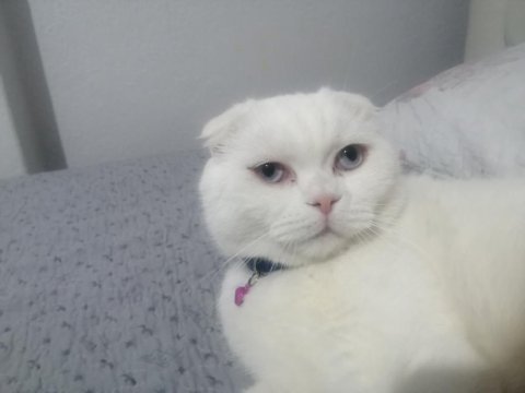 Scottish fold ücretsiz veriyorum