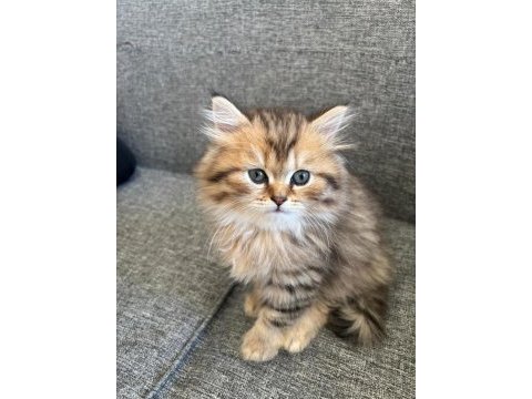 Black golden british longhair