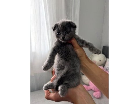 Scottish fold yavrular
