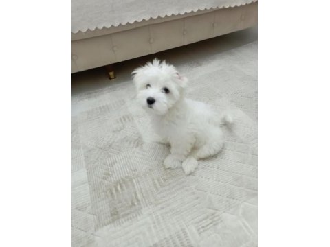2.5 aylık maltipoo fındık bey