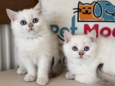 Abkaranın en elit britih shorthair ve longhair yavruları