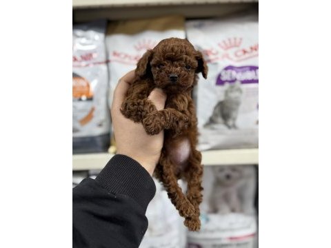 Toy poodle miniklerimiz teacup red brown