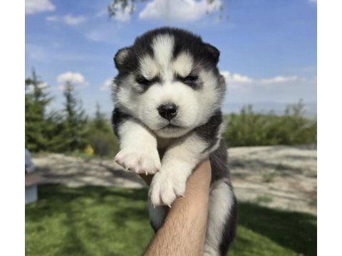 Safkan husky minikler