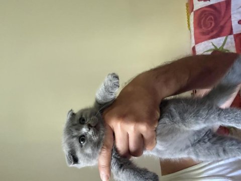 Scottish fold yavrular