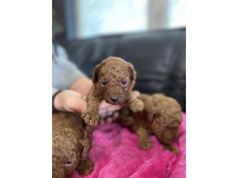 Bu sevimli poodle kaçmaz