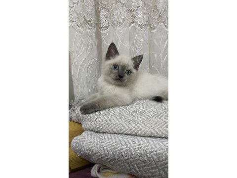 Scottısh straight bluepoint kitten