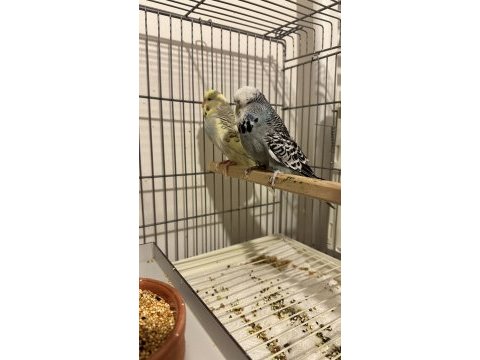 Üst vasıf show jumbo hazır çift muhabbet kuşu