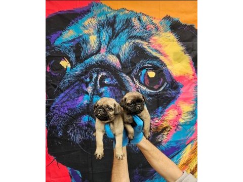 A kalite sıfır burun pug bebekler