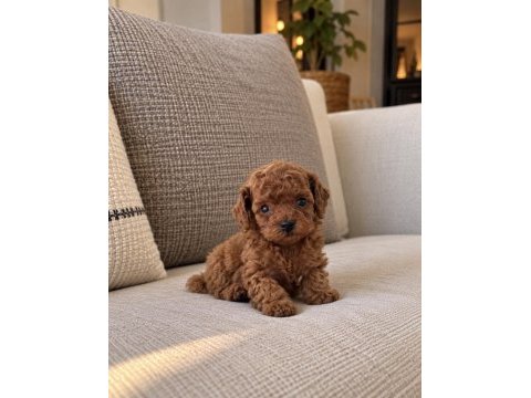Micro teacup kore poodle yavrumuz