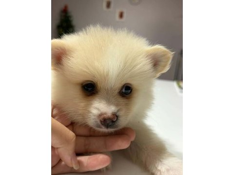 Pomeranian spitz 5 haftalık