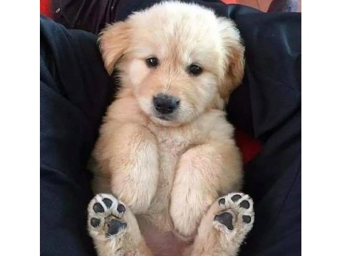Evinizin neşesi doberman her yere kapıda öde