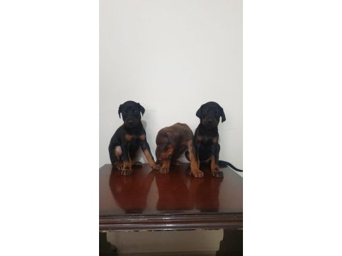 Saf kan scr doberman yavruları