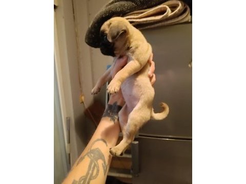 50 günlük pug yavrumuz