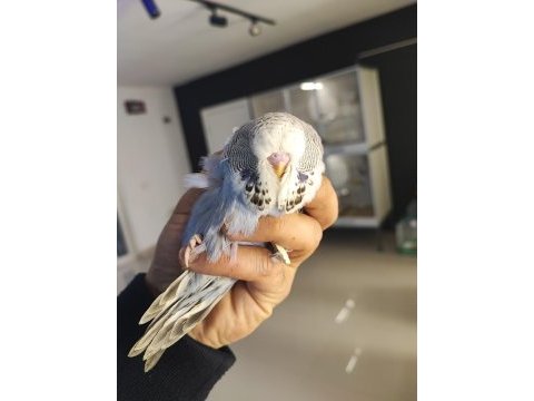 Yeme yeni düşecek olan vasıflı show jumbo kuşlar