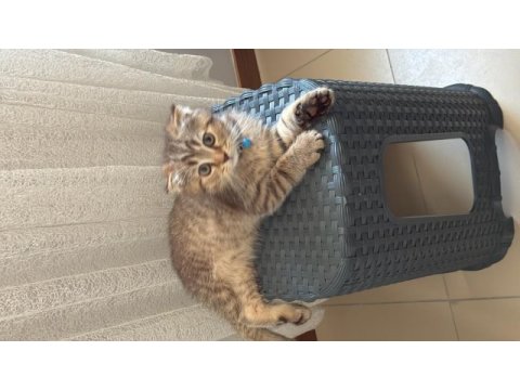 3 aylık scottish fold