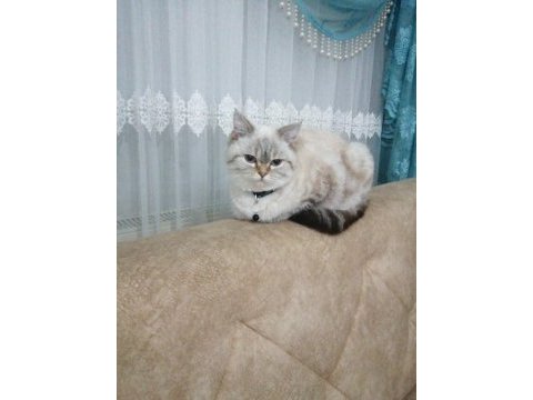 British shorthair silver sahiplendirilecektir