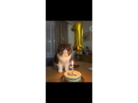 British shorthair cinnamon bicolor eşleşme ilanı