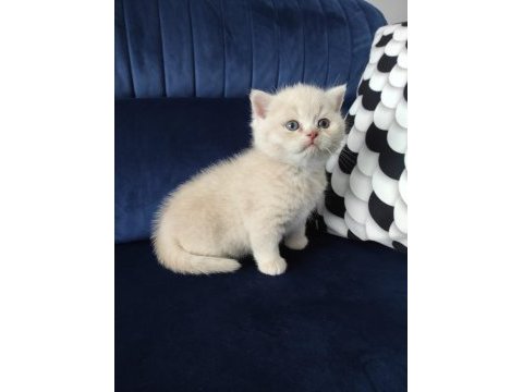 Kendi kedimin yavruları