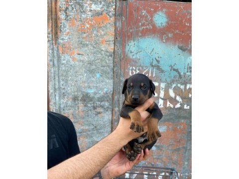 Yavru doberman yavrularımız