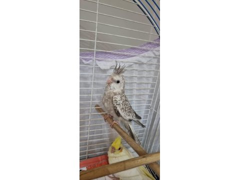 Sultan papağanı yavru tam eğitmelik