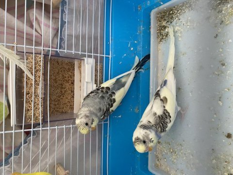 Yavrudan çift muhabbet kuşu