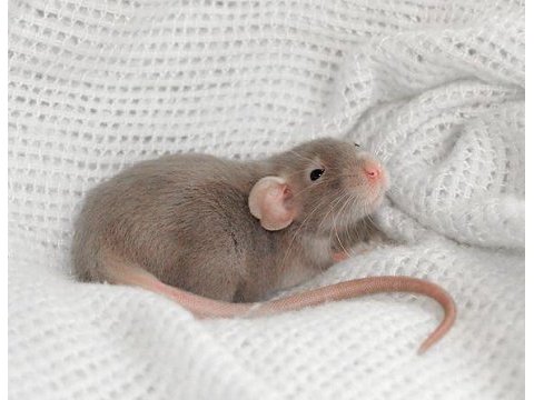 Lab - rat - dumbo rat - panda mice adrese teslim mevcut