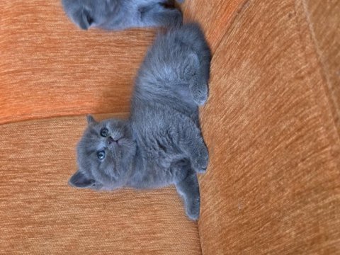 A kalite scottish fold yavrular