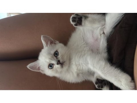Dişi british shorthair 2 aylık kedi