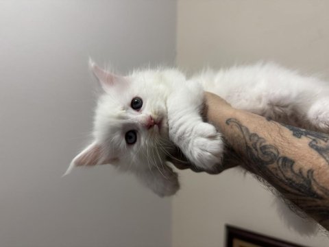 Saf kan odd eyes blue eyes beyaz aslan maine coon yavruları