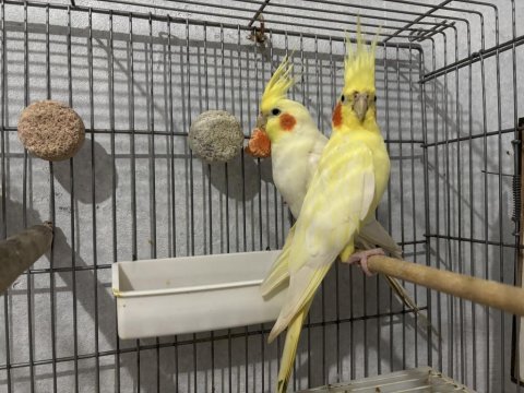 Bakıcı çift vakit ayıramadığım için ilanda