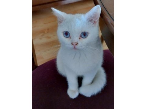 5 aylık pamuk beyazı güzel british shorthair oğlumuz