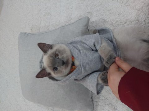 Oyuncu british shorthair yavru