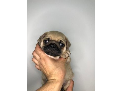A kalite pug yavrularımız yeni yuvalarını arıyor