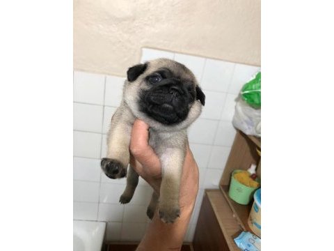 Minik pug yavru