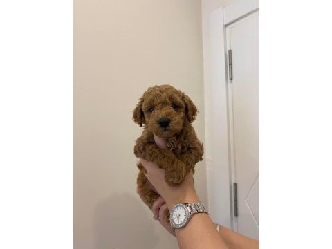 A kalite poodle yavrular