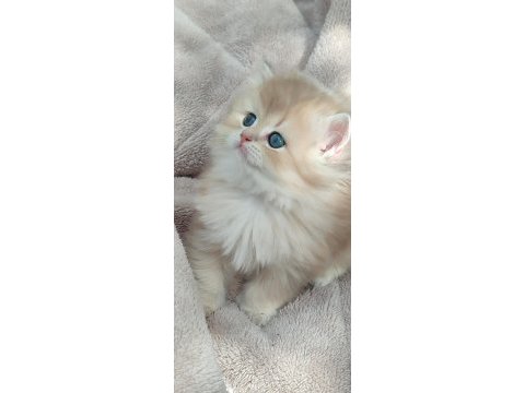British longhair dişi erkek