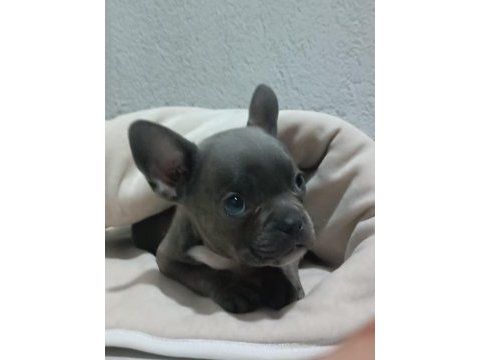 60 günlük erkek french bulldog