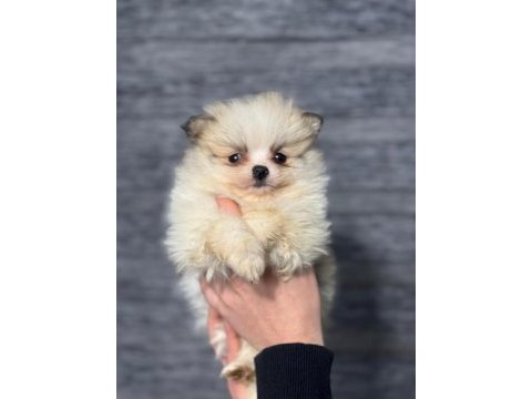 Pomeranian bebekleri